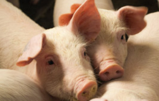 Impfung gegen APP bei Schweinen